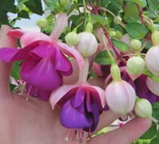 Fuchsias in hanging baskets are great