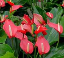 Tropical Flamingo Lilies last for ages