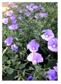 Cascading Blue Convolvulus