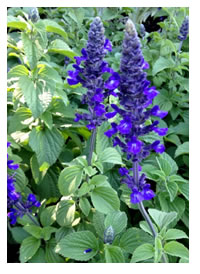 We love Salvia Mystics Spires