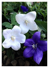 Balloon flowers spread in sun
