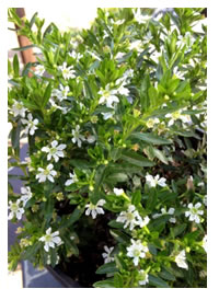 White Mexican Heather for borders