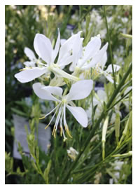 Dancing in the breeze the White Butterfly Bush