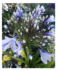 NEW - Two tone Agapanthus