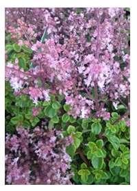Must have - Pink Plectranthus Chemenii