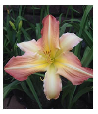 Daylily bloom time is from November to January