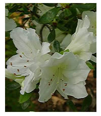 Azaleas flower in clusters on older growth