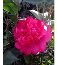 Keep flowering plants well watered