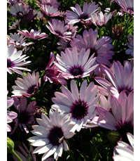 Plant some promise with bulbs