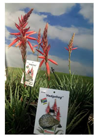 Spring flowering dwarf Aloe's