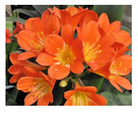 Clivias flower right through spring in the garden