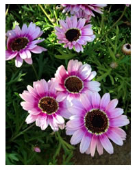 Daisies in all colours are awesome