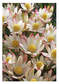 New Leucadendron Harvest