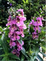 Do not miss summer flowering Angel Flowers