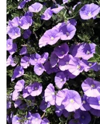 Look out for a carpet of Blue Convolvulus
