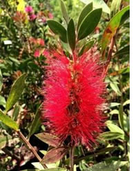 Seen one lately? Red Bottlebrush #NostagicMoment