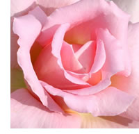 Don't delay pruning the roses 