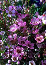 Wax flowers can also be used as cut flowers