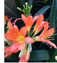 Clivias flower right through spring in the garden
