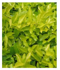 Duranta Sheena's Gold loves the heat