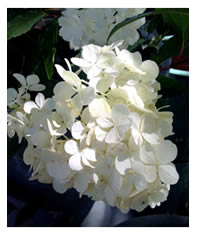 Hydrangea Vanilla Strawberry