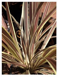 NEW! Dwarf Cordyline Electric Flash