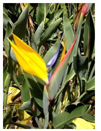 Yellow flowering Mandela Gold Strelitzia