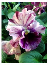 Pansy planting season is early this year