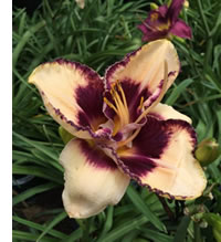Daylilies are available in so many colours