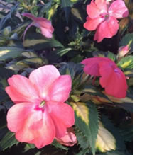 Variegated Sunpatiens add light in the shade