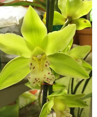 Orchid season is here!