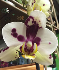 Moth Orchids are so opulent
