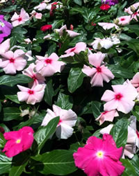 Water Wise colour from Vinca