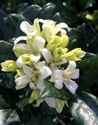 Orange Jasmine – Murraya