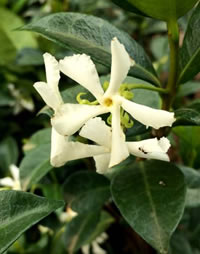 Star Jasmine