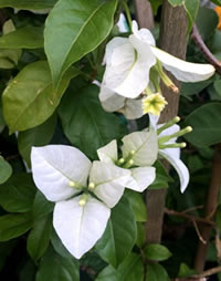 It is a year for Bougainvillea