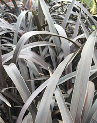 Flax as a focal point