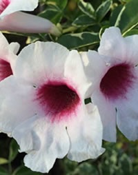 Without petals flowers would not be nearly as beautiful