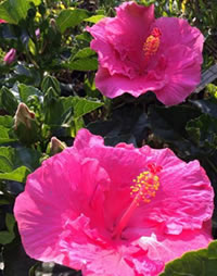 The hotter they get the more they flower - Hibscus