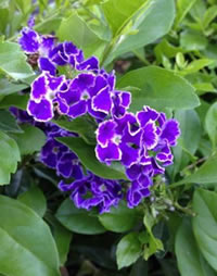 Duranta Sahire Shower