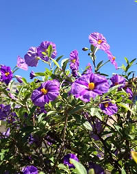Love the royal blue Potato Bush
