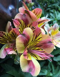 Inca Lilies for semi-sun