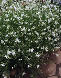 The butterfly bushes love the heat