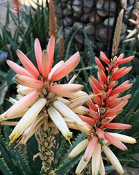 New Aloe Ice Cream is two toned