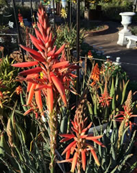 Aloes flower even better as they mature