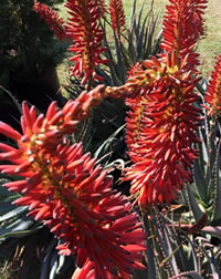 A new hybrid Krans Aloe