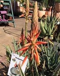 Aloe Hedgehog is a dwarf clumping variety