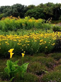 Use a restricted pallet of plants