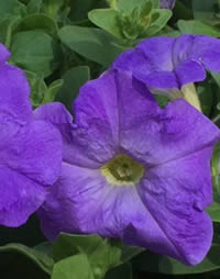 Petunias love Autumn!