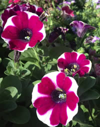 Petunias need the hottest spot you can find